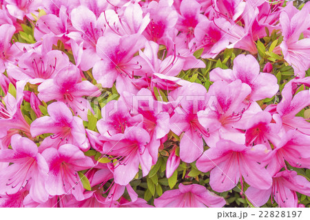 ピンク色の花 背景素材の写真素材