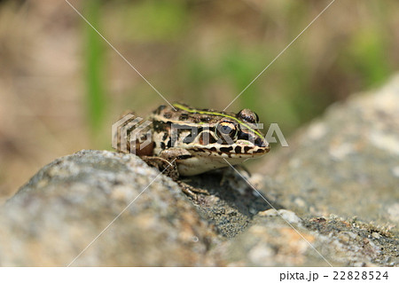 トノサマガエル トノサマガエル 22828524