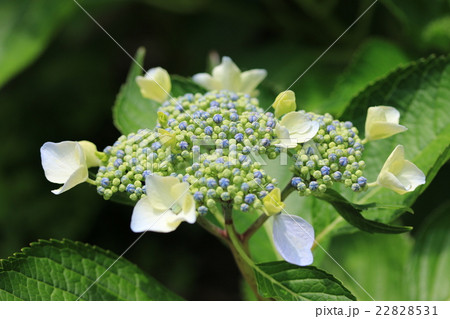 ガクアジサイ ガクアジサイ 22828531