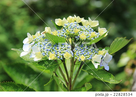 ガクアジサイ 22828534