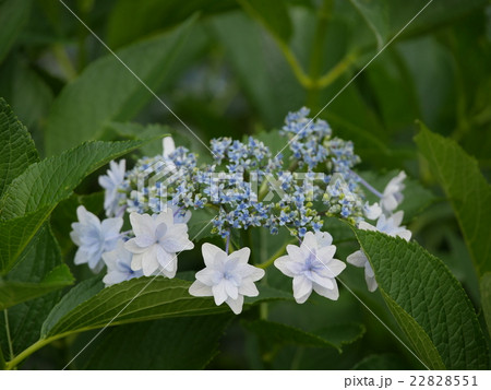 アジサイ（薄青） 22828551