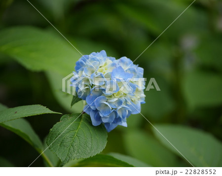 アジサイ（青グラデーション） 22828552