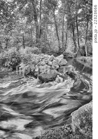 Black and white picture of a river bend in forest. 22828666