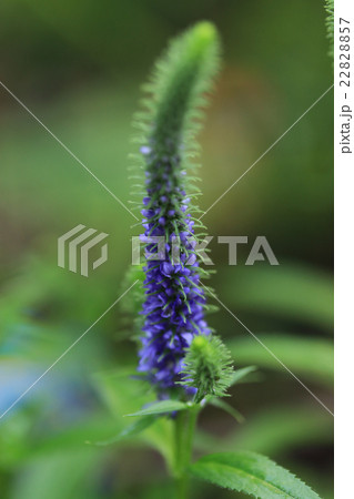 ベロニカ／ブルーコメット 22828857