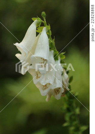 ジギタリス 22828868
