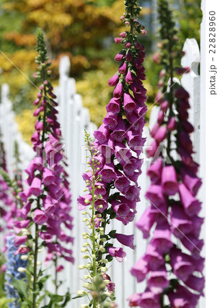 ジギタリス 22828960