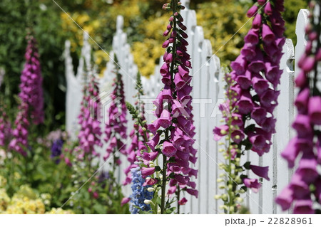 ジギタリス ジギタリス 22828961