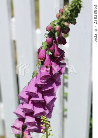 ジギタリス ジギタリス 22828963