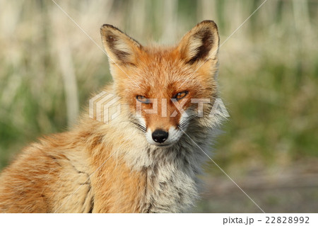 キタキツネ 22828992
