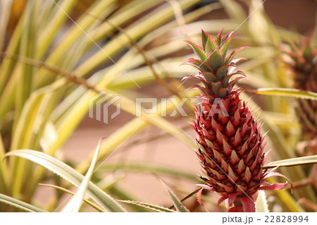 パイナップル パイナップル 22828994
