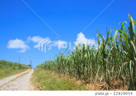 さとうきび畑 22829054