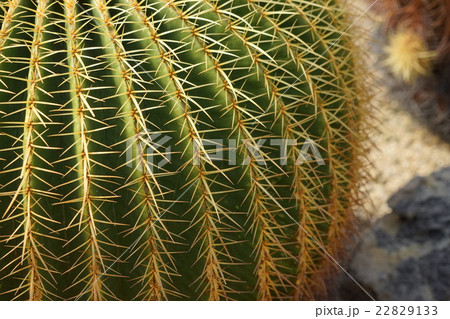 サボテン 22829133