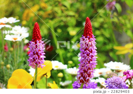 プリムラ ビアリー Pagoda primrose プリムラ ビアリー Pagoda primrose 22829403