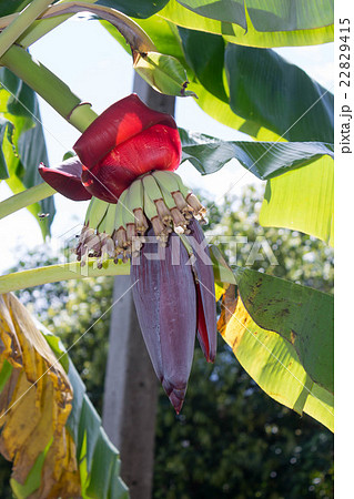 Banana Blossom 22829415