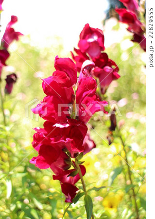 キンギョソウ　ブロンズレッド　Antirrhinum majyus 22829555