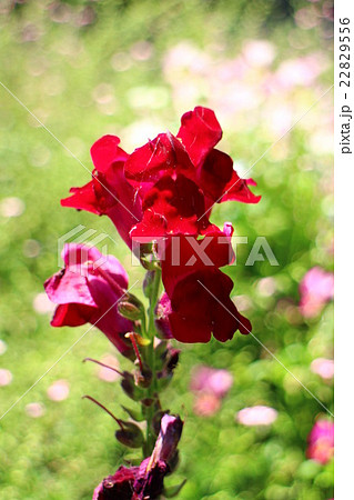 キンギョソウ ブロンズレッド Antirrhinum majyus キンギョソウ ブロンズレッド Antirrhinum majyus 22829556