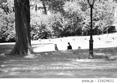 セントラルパーク 22829622