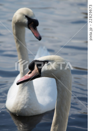 Swan (Cygnini) Swan (Cygnini) 22829673
