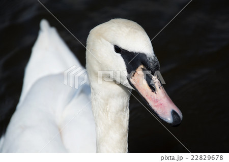 Swan (Cygnini) Swan (Cygnini) 22829678