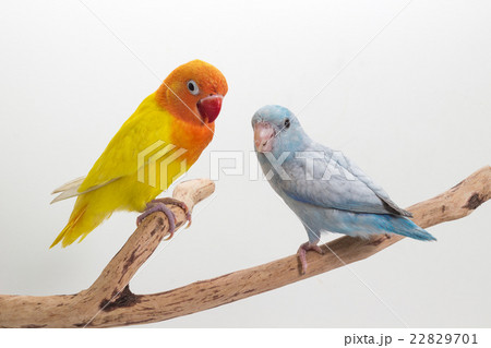 Yellow Lobebird and Pastel Blue Forpus 22829701