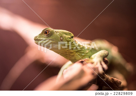 エプソン アクアパーク品川　グリーンバシリスク メス 22829809