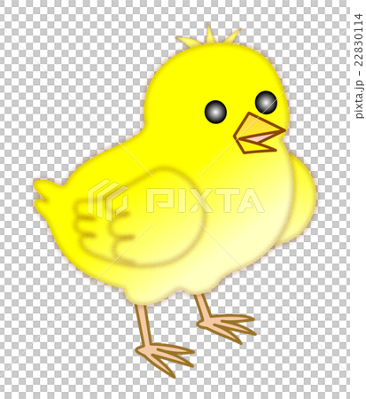 小雞雞 小雞雞 22830114