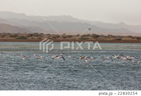Flamingos are flying against Flamingos are flying against 22830254