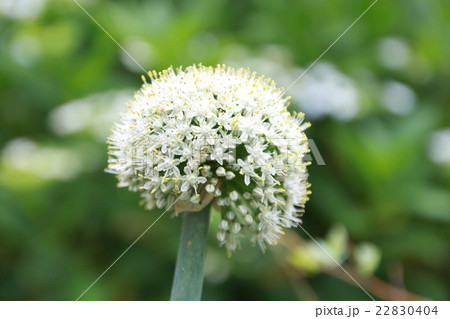 ネギ坊主 22830404