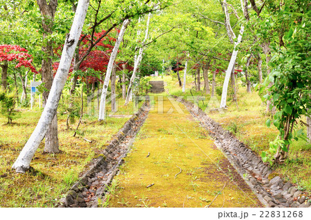 Woods on Mount Iwaki in Aomori, Japan 22831268
