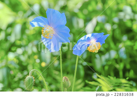 青いケシペア 22831638