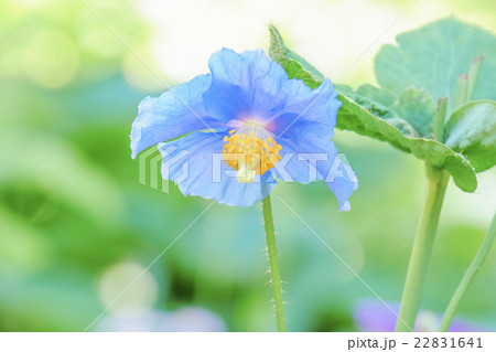 青いケシ1 青いケシ1 22831641