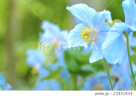 青いケシ３ 22831644