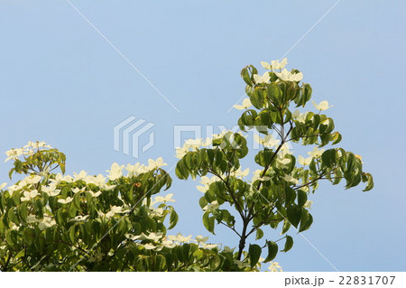 ヤマボウシの花 22831707