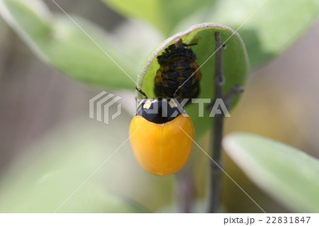 羽化したてのナナホシテントウ 羽化したてのナナホシテントウ 22831847