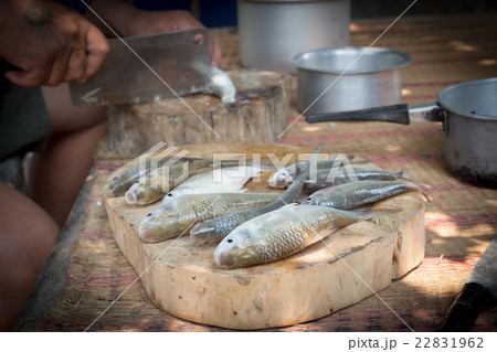 Freshwater fishes susceptible host of opisthorchis 22831962