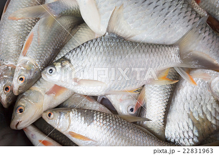 Freshwater fishes susceptible host of opisthorchis 22831963