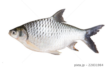 Freshwater fishes isolate on white Freshwater fishes isolate on white 22831964