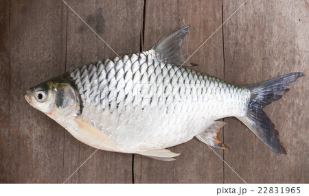 Freshwater fishes susceptible host of opisthorchis Freshwater fishes susceptible host of opisthorchis 22831965
