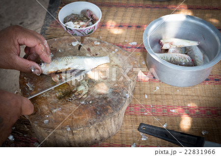 Freshwater fishes susceptible host of opisthorchis Freshwater fishes susceptible host of opisthorchis 22831966