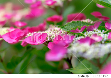 紫陽花 紫陽花 22832192