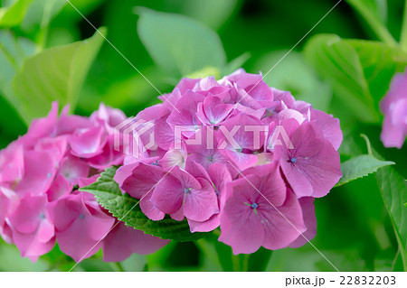 紫陽花 紫陽花 22832203