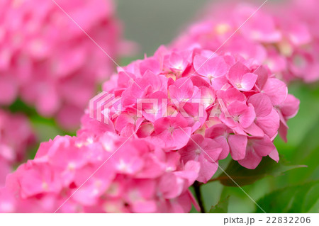 紫陽花 紫陽花 22832206