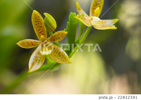 Beautiful wild flower orchid,Staurochilus fasciatu 22832391