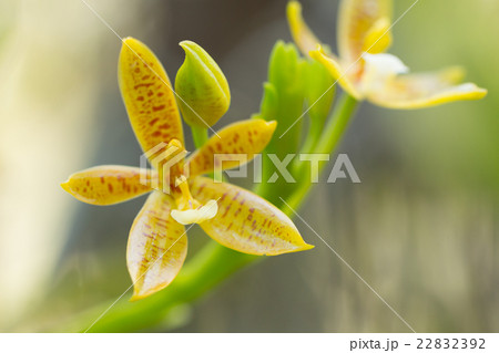 Beautiful wild flower orchid,Staurochilus fasciatu 22832392