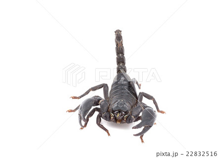 Heterometrus longimanus back scorpion 22832516