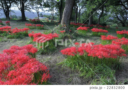 彼岸花の群生 彼岸花の群生 22832800