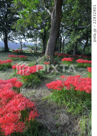 彼岸花の群生 22832801