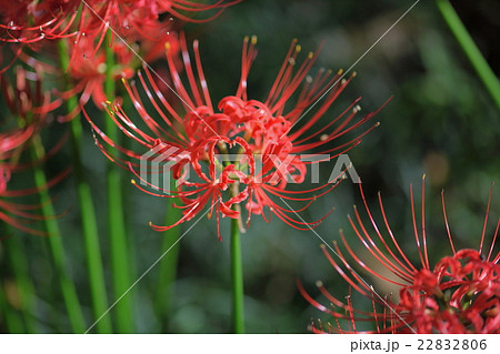 彼岸花の群生 22832806