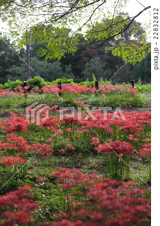 彼岸花の群生 22832812
