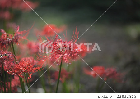 桂浜のヒガンバナ 桂浜のヒガンバナ 22832855
